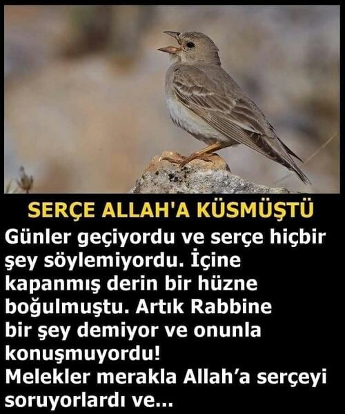 Serçe Allah'a küsmüş