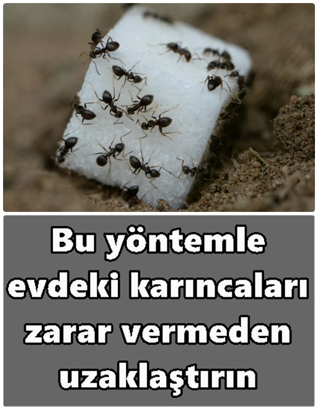 Bu yöntemle evdeki karıncaları zarar vermeden uzaklaştırın