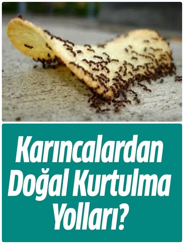 Evdeki Karıncalardan Kurtulmak İçin Yapılması Gerekenler