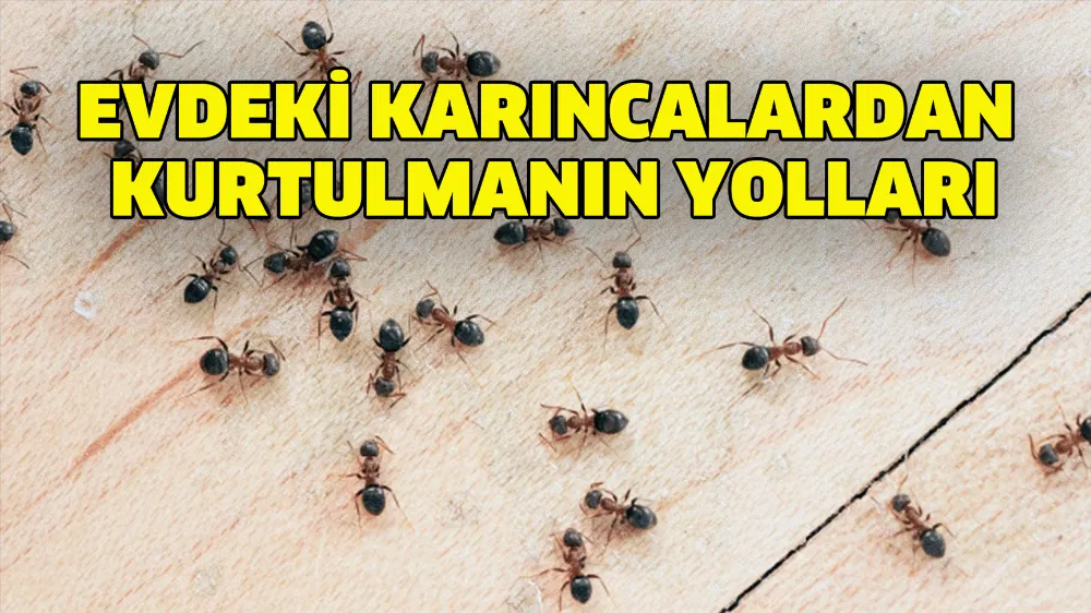 Evdeki Karıncalardan Kurtulmak İçin Yapılması Gerekenler