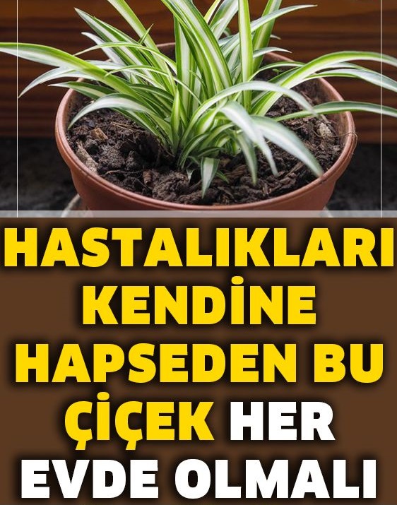 Hastalıkları Kendine Hapseden Bu Çiçek Her Evde Olmalı